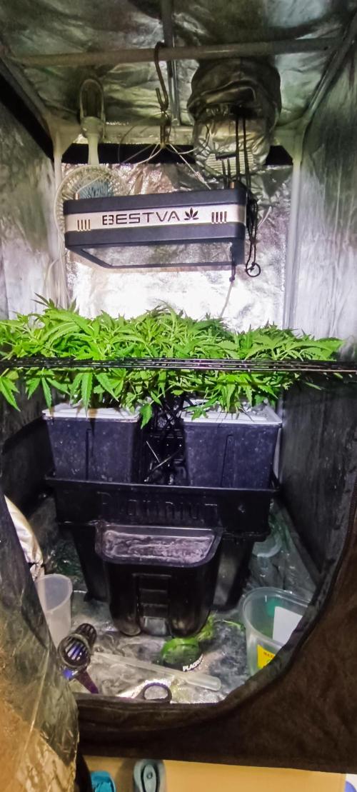 Hydro Aero French Eternity Grow Cup 2026. Week 5 - Jour 35