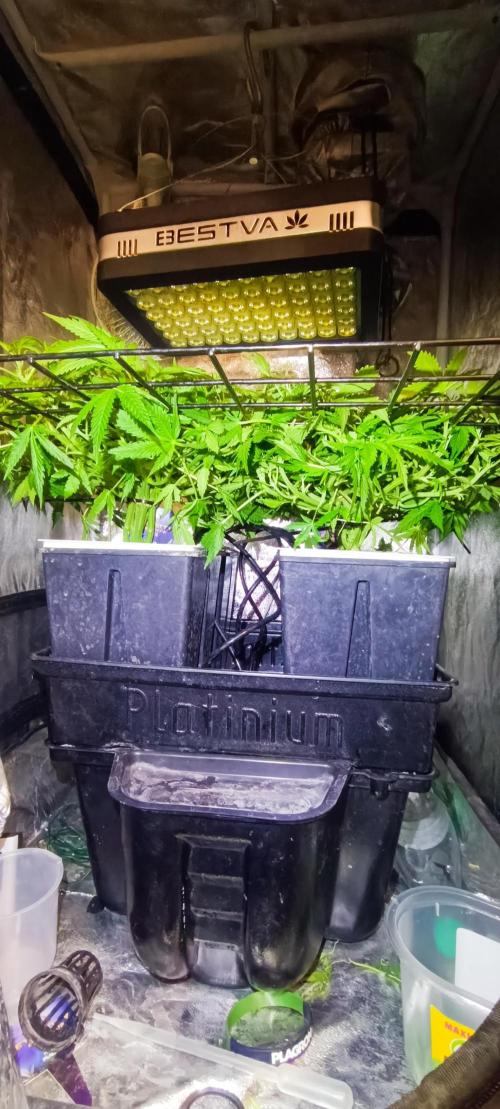 Hydro Aero French Eternity Grow Cup 2026. Week 5 - Jour 35