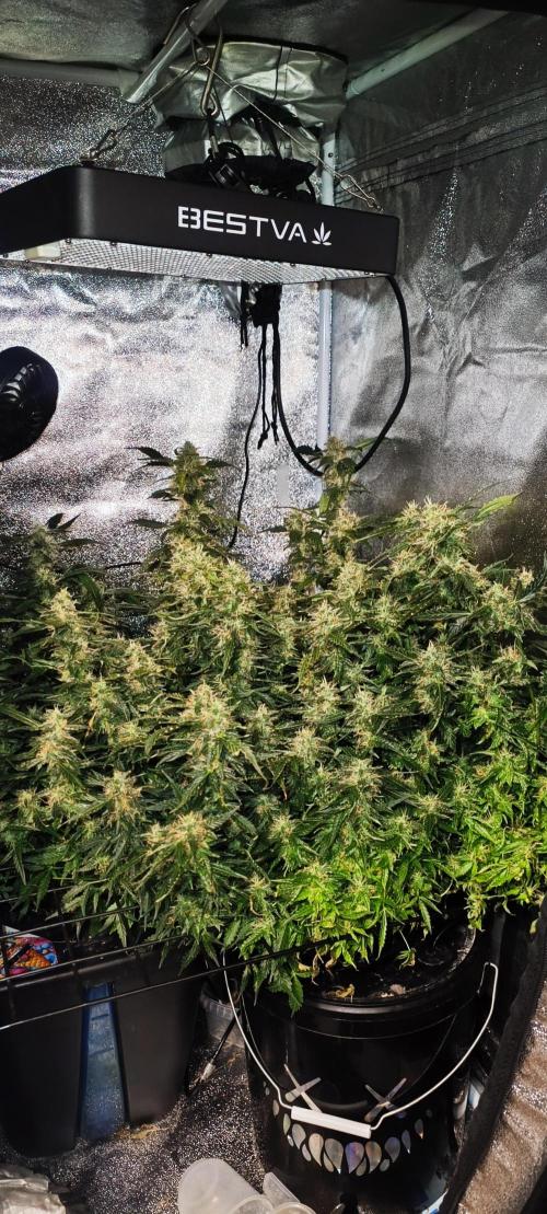 Frosted guava vs Lemon Cherry Gelato. Week 10