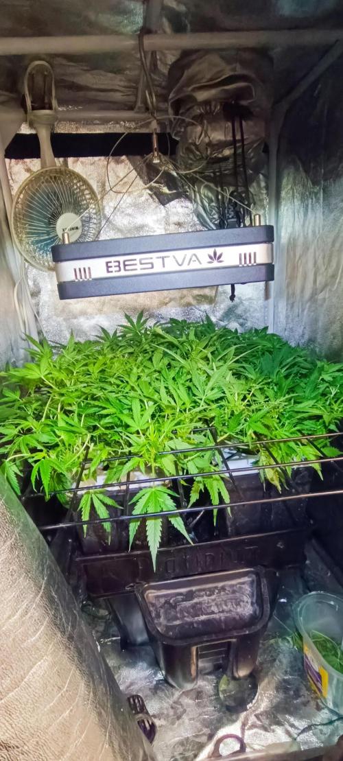 Hydro Aero French Eternity Grow Cup 2026. Week 6 - Jour 36