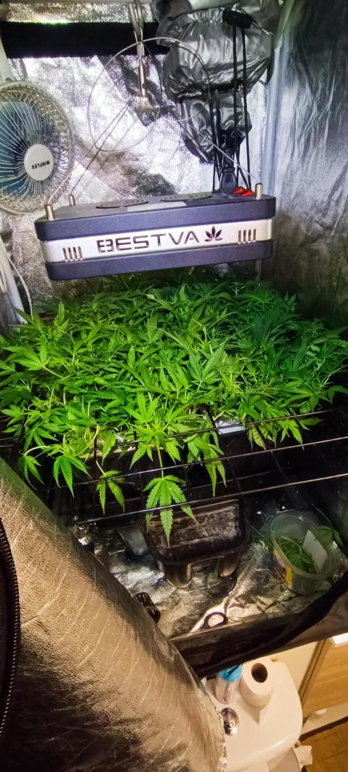 Hydro Aero French Eternity Grow Cup 2026. Week 6 - Jour 36