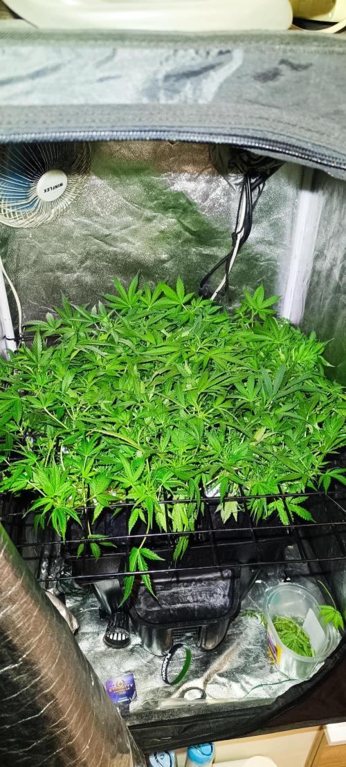 Hydro Aero French Eternity Grow Cup 2026. Week 6 - Jour 37