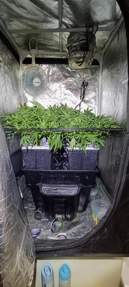 Hydro Aero French Eternity Grow Cup 2026. Week 6 - Jour 37