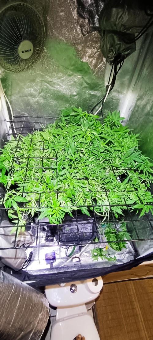Hydro Aero French Eternity Grow Cup 2026. Week 6 - Jour 37
