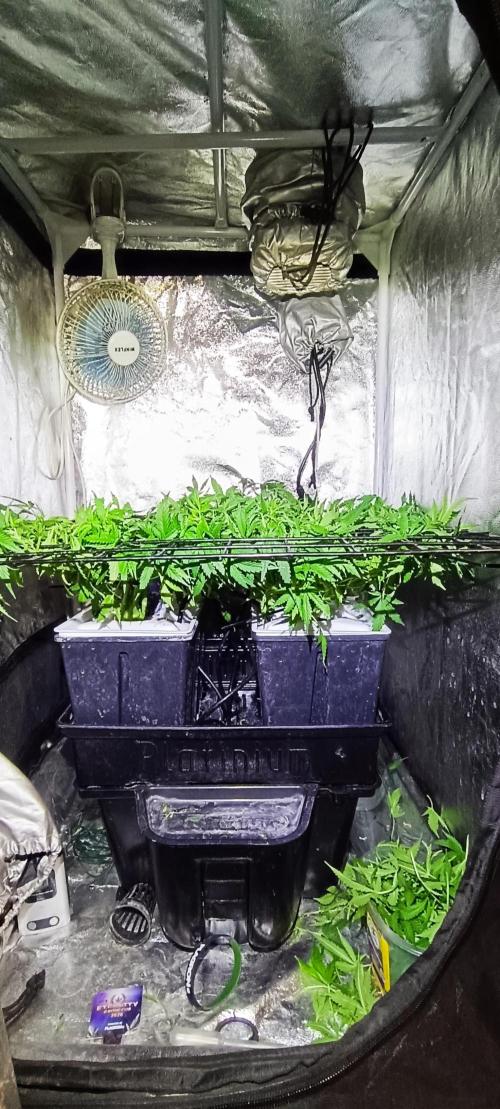 Hydro Aero French Eternity Grow Cup 2026. Week 6 - Jour 37