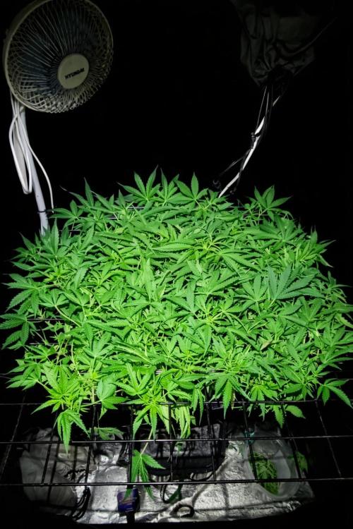 Hydro Aero French Eternity Grow Cup 2026. Week 6 - Jour 37