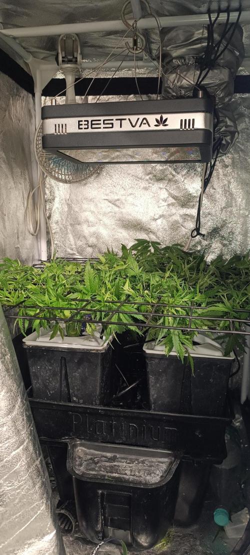 Hydro Aero French Eternity Grow Cup 2026. Week 6 - Jour 37