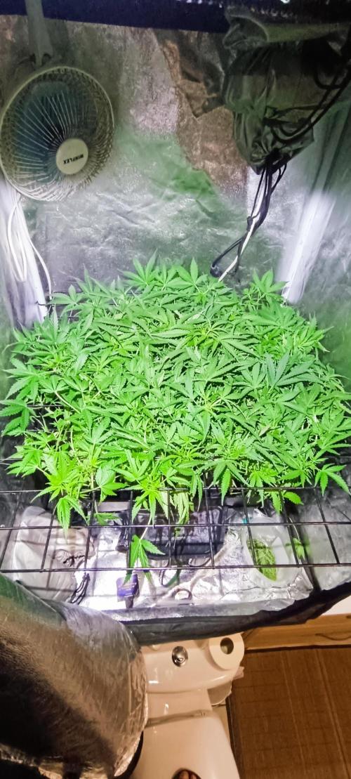 Hydro Aero French Eternity Grow Cup 2026. Week 6 - Jour 37