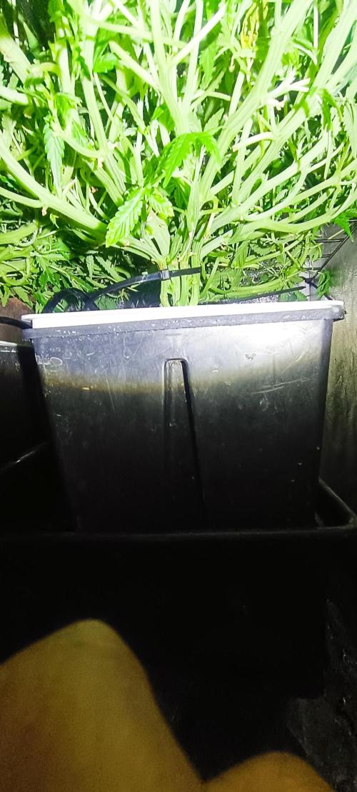 Hydro Aero French Eternity Grow Cup 2026. Week 6 - Jour 38