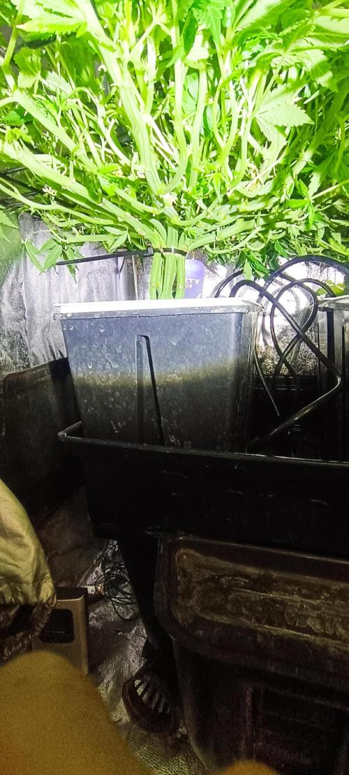 Hydro Aero French Eternity Grow Cup 2026. Week 6 - Jour 38