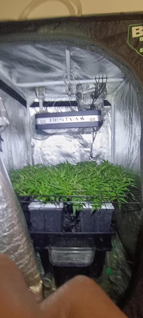 Hydro Aero French Eternity Grow Cup 2026. Week 6 - Jour 38