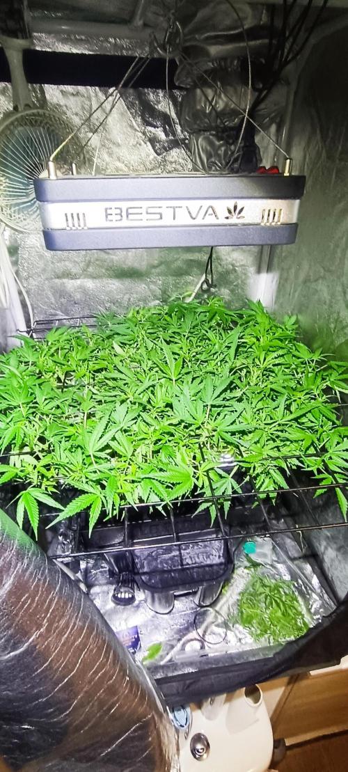 Hydro Aero French Eternity Grow Cup 2026. Week 6 - Jour 38