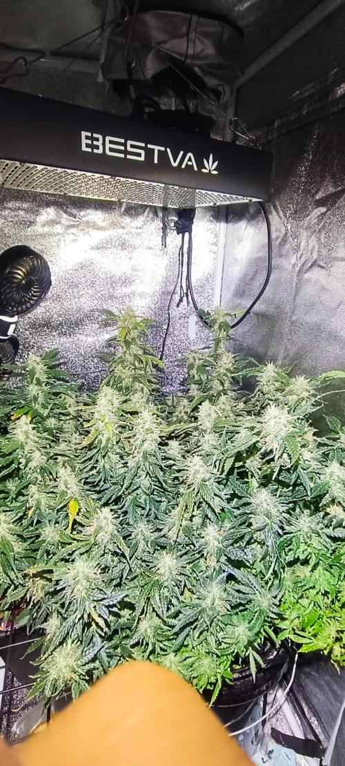 Frosted guava vs Lemon Cherry Gelato. Week 11