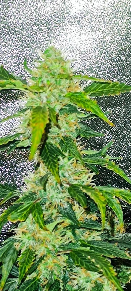 Frosted guava vs Lemon Cherry Gelato. Week 11