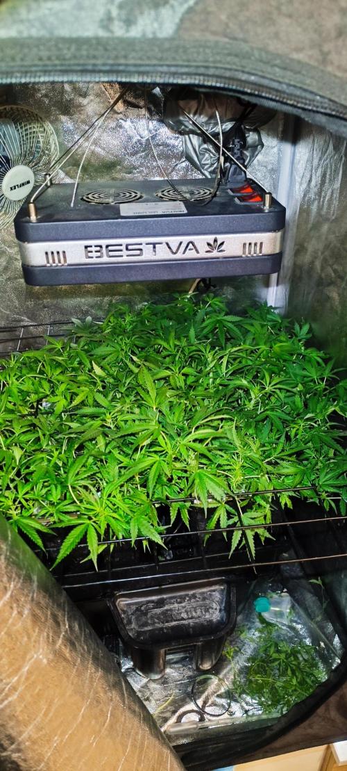 Hydro Aero French Eternity Grow Cup 2026. Week 6 - Jour 39
