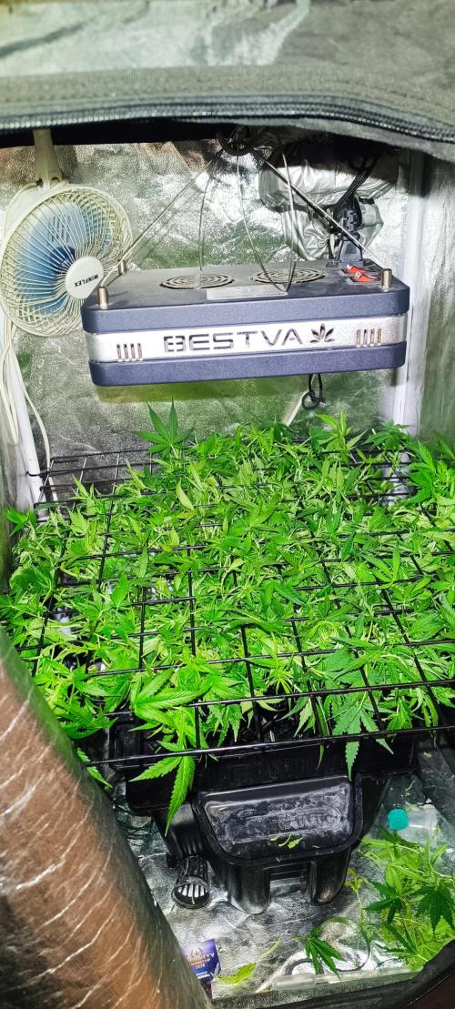 Hydro Aero French Eternity Grow Cup 2026. Week 6 - Jour 39