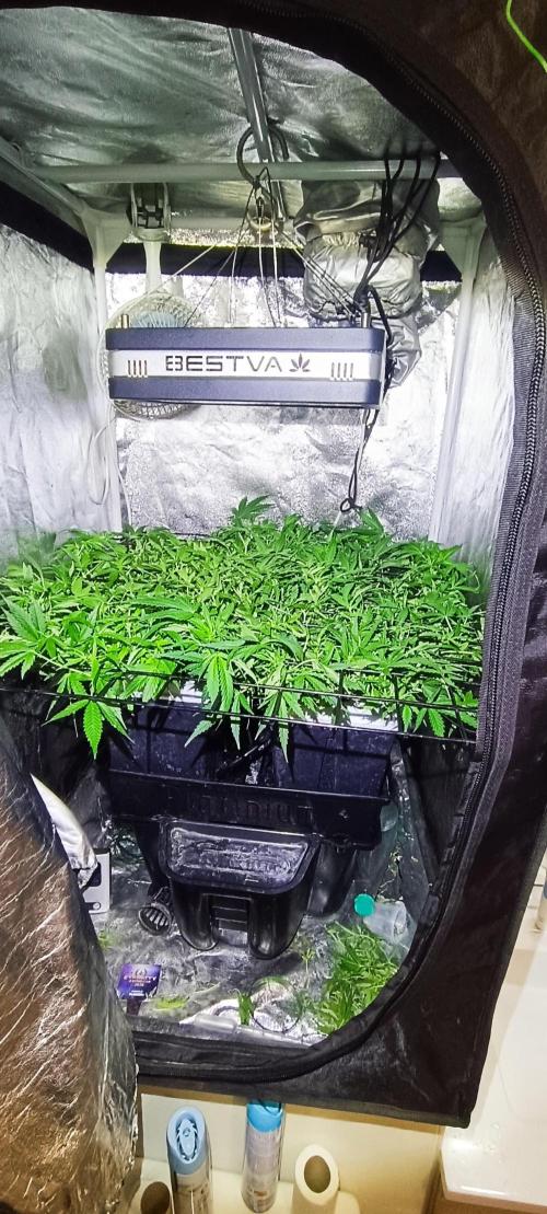 Hydro Aero French Eternity Grow Cup 2026. Week 6 - Jour 40