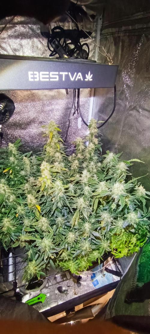 Frosted guava vs Lemon Cherry Gelato. Week 11
