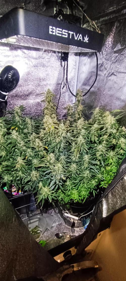 Frosted guava vs Lemon Cherry Gelato. Week 11