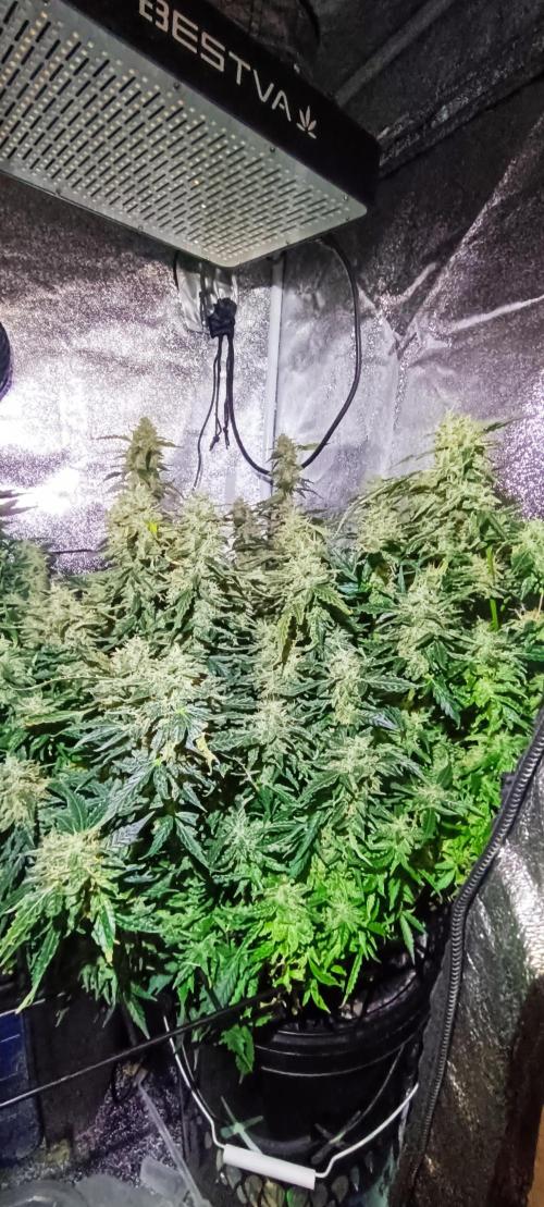 Frosted guava vs Lemon Cherry Gelato. Week 11