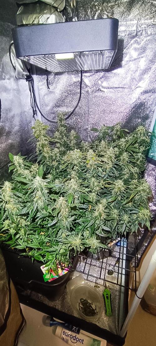 Frosted guava vs Lemon Cherry Gelato. Week 10