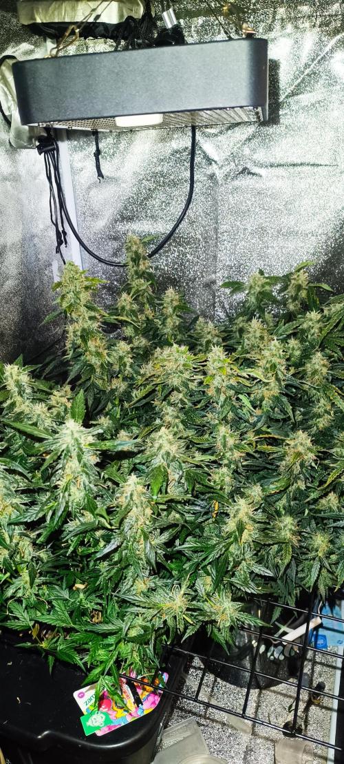 Frosted guava vs Lemon Cherry Gelato. Week 11