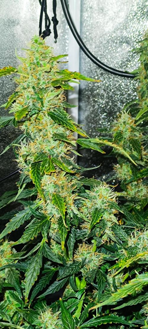 Frosted guava vs Lemon Cherry Gelato. Week 11