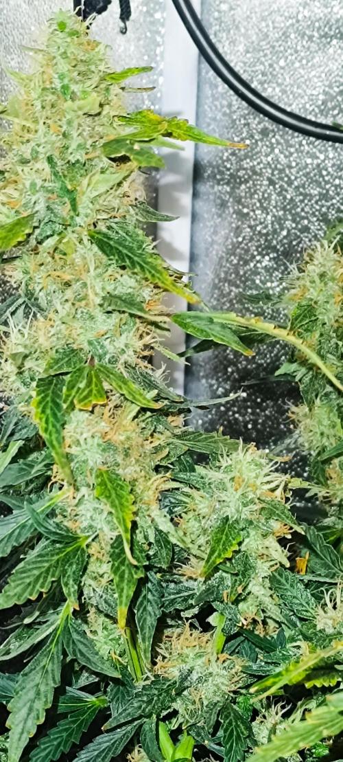Frosted guava vs Lemon Cherry Gelato. Week 11