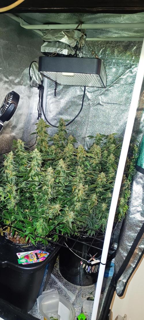 Frosted guava vs Lemon Cherry Gelato. Week 11