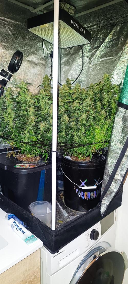 Frosted guava vs Lemon Cherry Gelato. Week 11