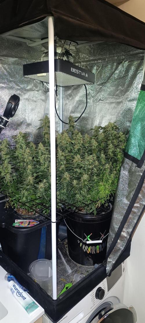 Frosted guava vs Lemon Cherry Gelato. Week 11