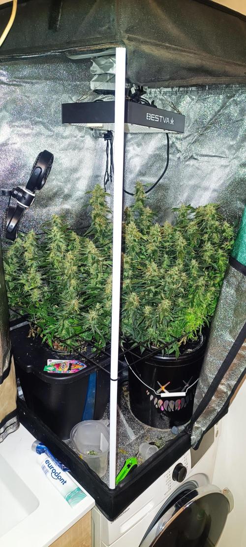 Frosted guava vs Lemon Cherry Gelato. Week 11
