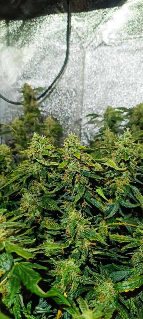 Frosted guava vs Lemon Cherry Gelato. Week 11