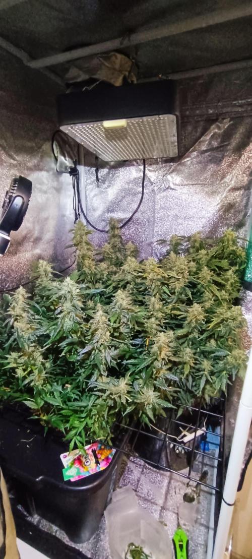 Frosted guava vs Lemon Cherry Gelato. Week 11