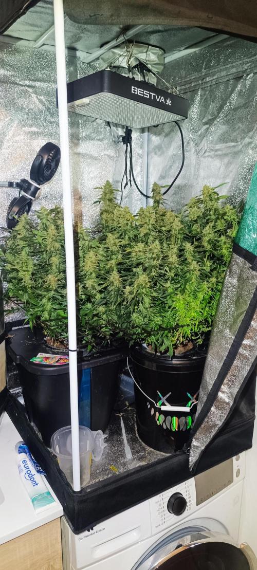 Frosted guava vs Lemon Cherry Gelato. Week 11