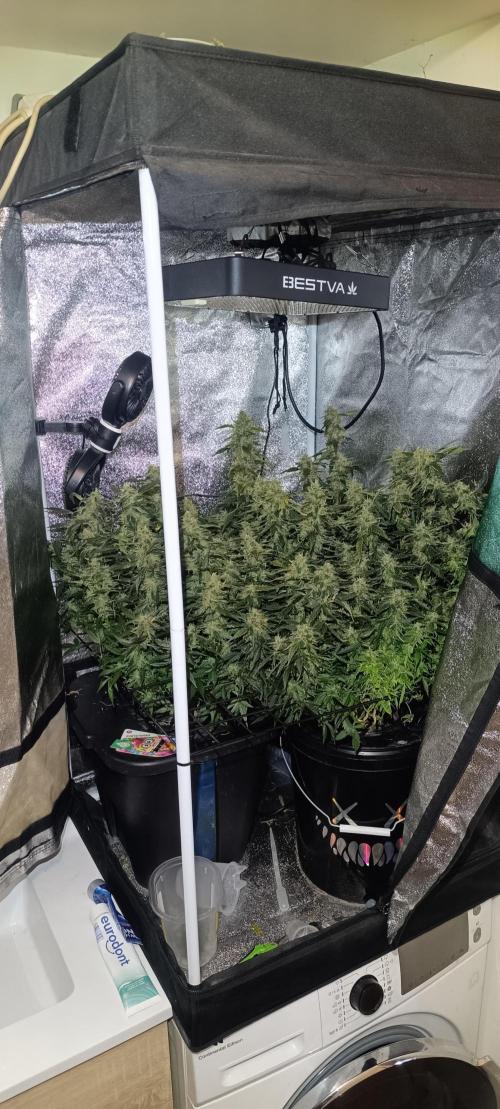 Frosted guava vs Lemon Cherry Gelato. Week 11
