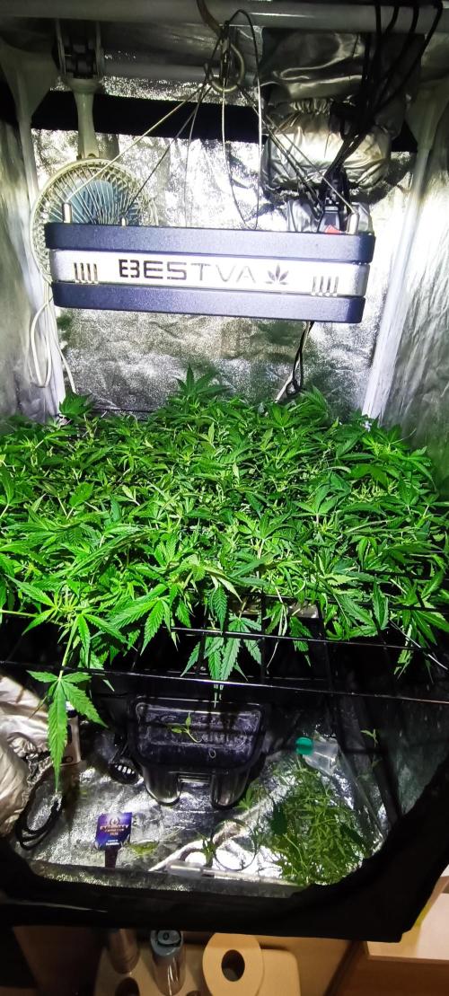 Hydro Aero French Eternity Grow Cup 2026. Week 6 - Jour 41