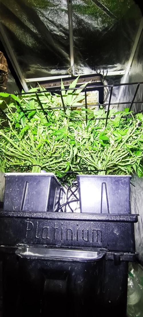 Hydro Aero French Eternity Grow Cup 2026. Week 6 - Jour 41