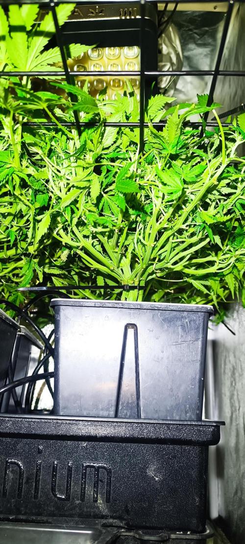 Hydro Aero French Eternity Grow Cup 2026. Week 6 - jours 41