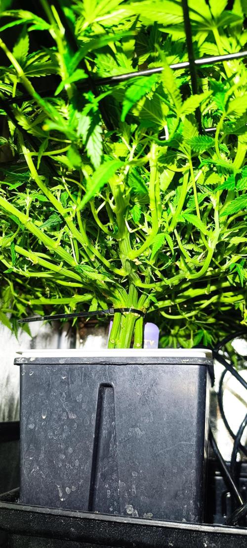 Hydro Aero French Eternity Grow Cup 2026. Week 6 - Jour 41