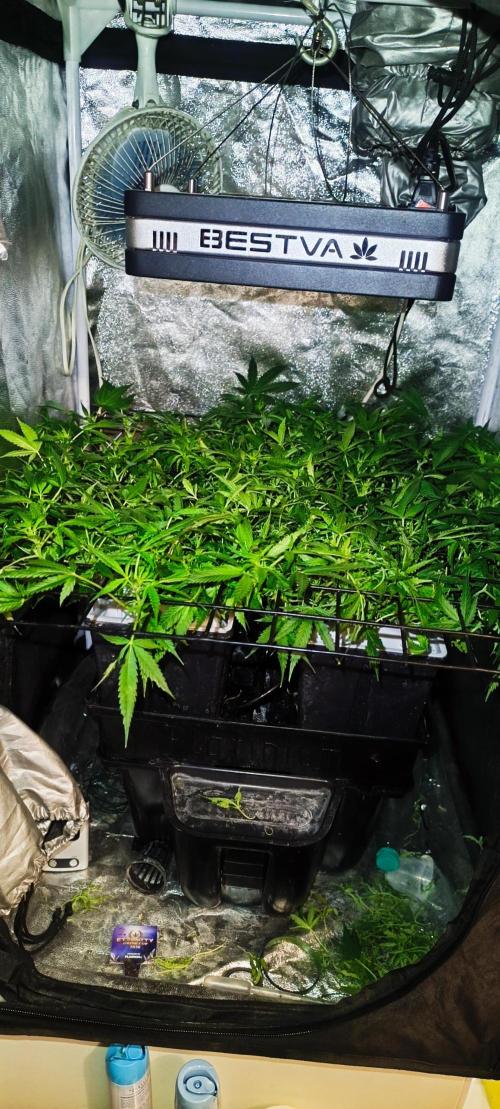 Hydro Aero French Eternity Grow Cup 2026. Week 6 - Jour 41