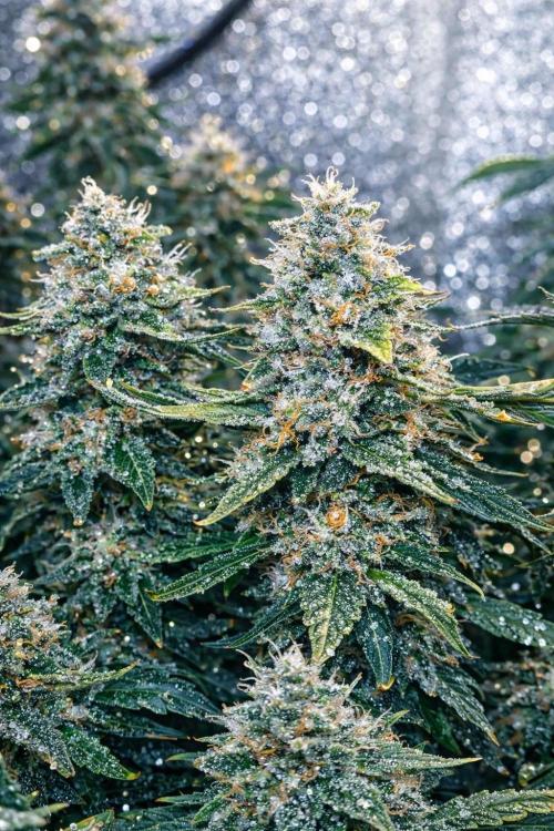 Frosted guava vs Lemon Cherry Gelato. Week 11