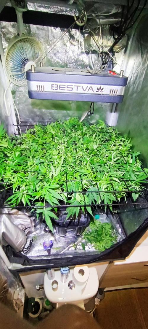 Hydro Aero French Eternity Grow Cup 2026. Week 6 - Jour 41