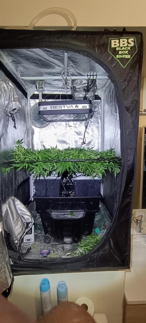 Hydro Aero French Eternity Grow Cup 2026. Week 6 - Jour 41