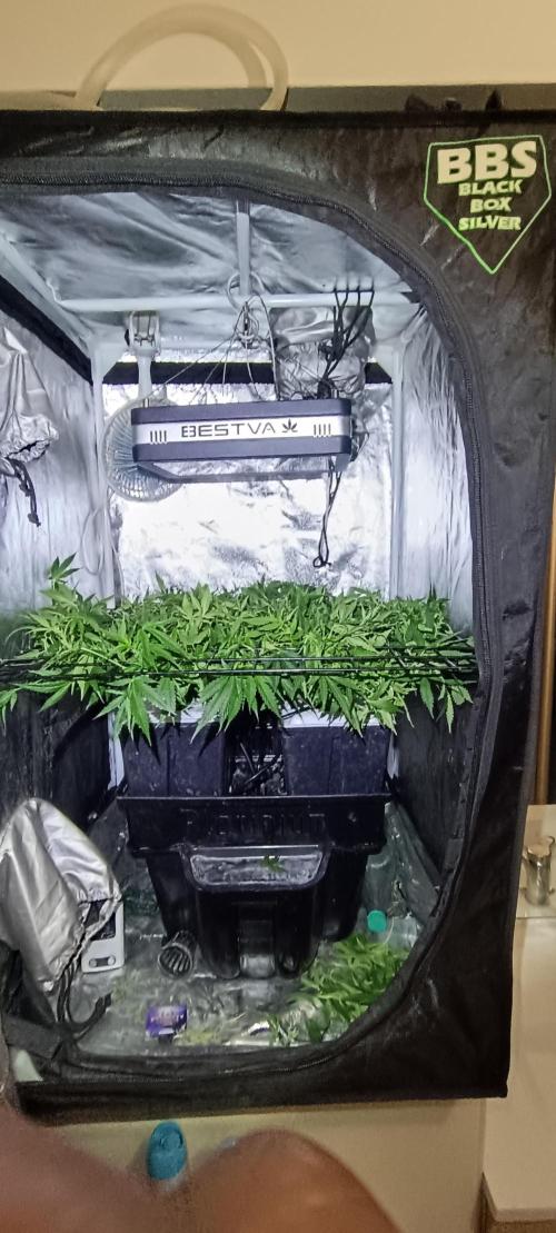 Hydro Aero French Eternity Grow Cup 2026. Week 6 - Jour 41