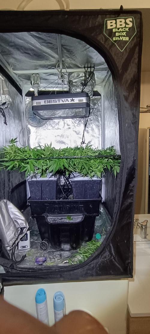 Hydro Aero French Eternity Grow Cup 2026. Week 6 - jour 41