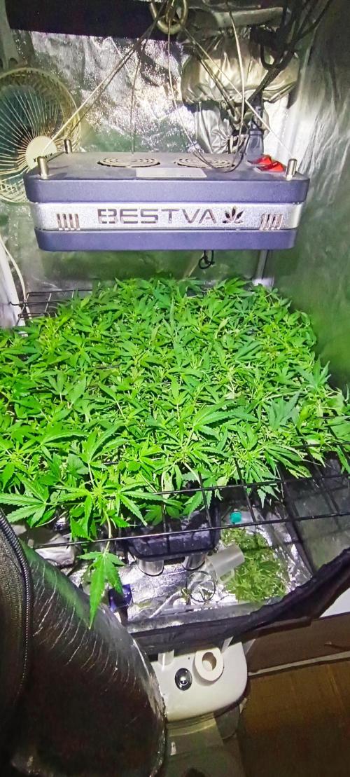 Hydro Aero French Eternity Grow Cup 2026. Week 6 - Jour 42