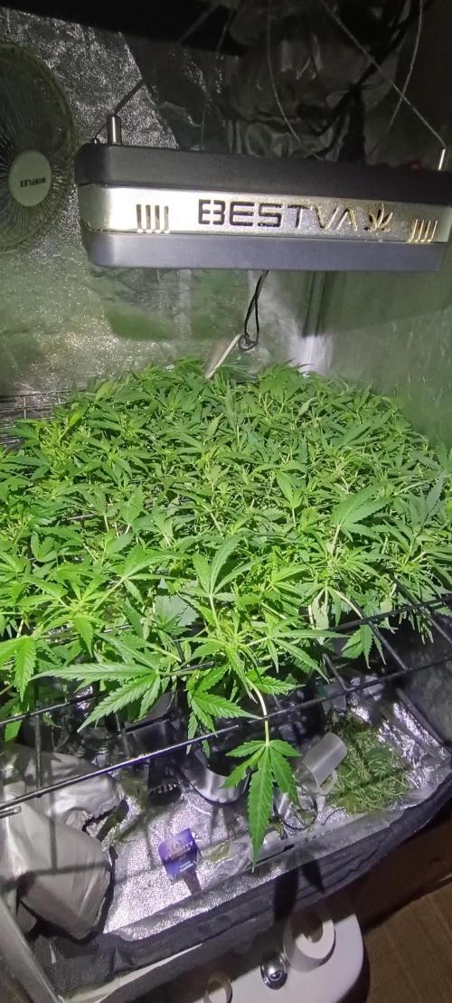 Hydro Aero French Eternity Grow Cup 2026. Week 6 - Jour 42