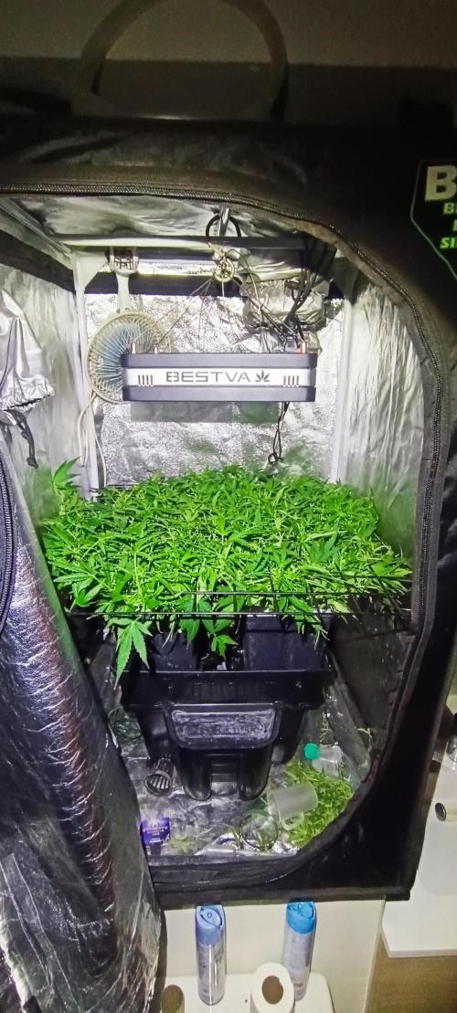 Hydro Aero French Eternity Grow Cup 2026. Week 6 - Jour 42
