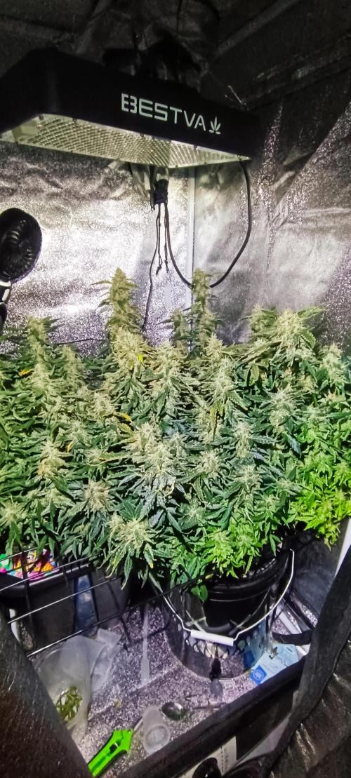 Frosted guava vs Lemon Cherry Gelato. Week 11